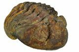 Large, Wide, Enrolled Pedinopariops Trilobite #125474-1